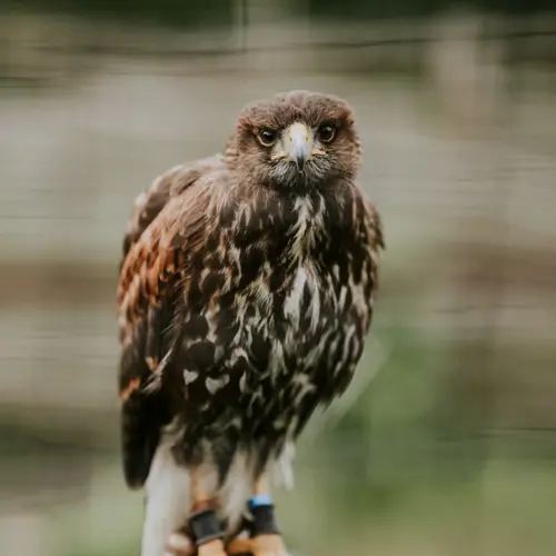 Falconry