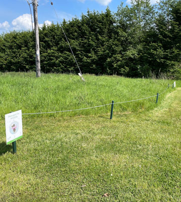 3. No Mow Photo 2