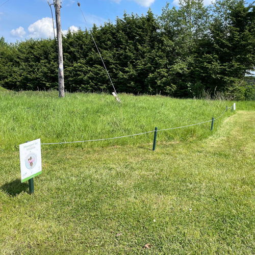 3. No Mow Photo 2