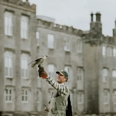 Falconry 1