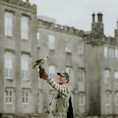 Falconry 1