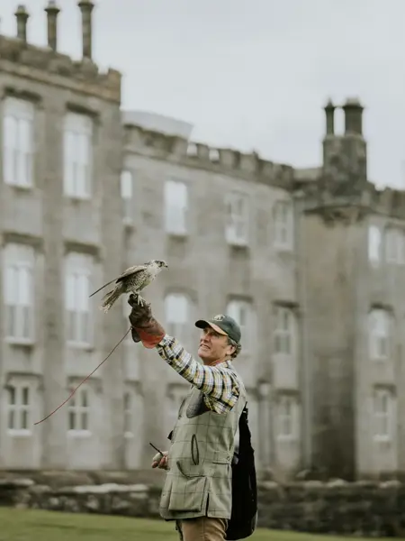 Falconry 1